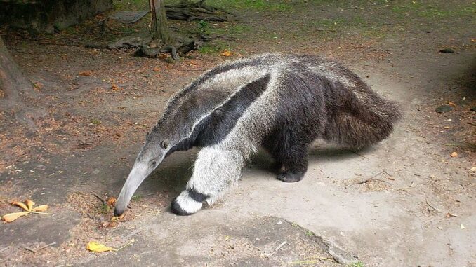 Zoo Děčín, Ústecký kraj